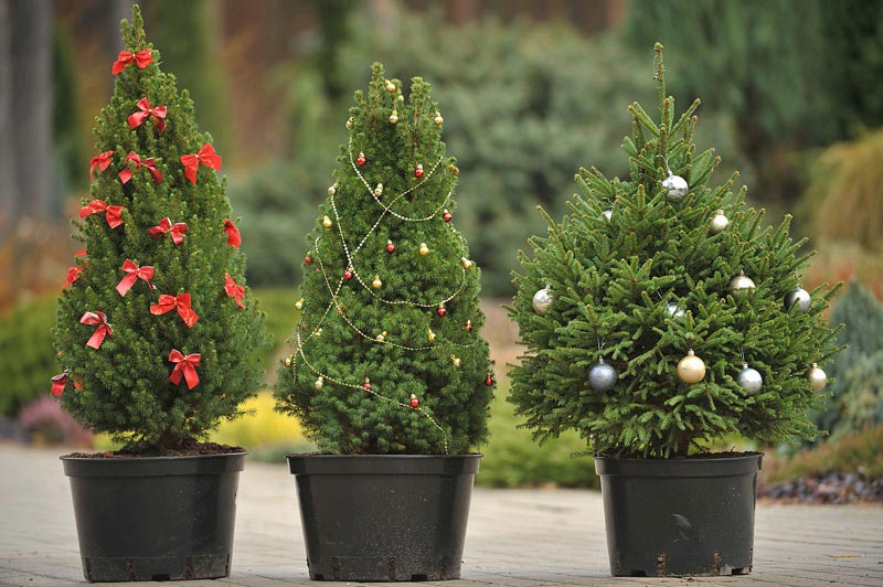 Места реализации новогодних деревьев в рамках акции «Сохраним символ праздника»
