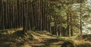 Проект госпрограммы "Белорусский лес" на 2021-2025 годы согласовывается