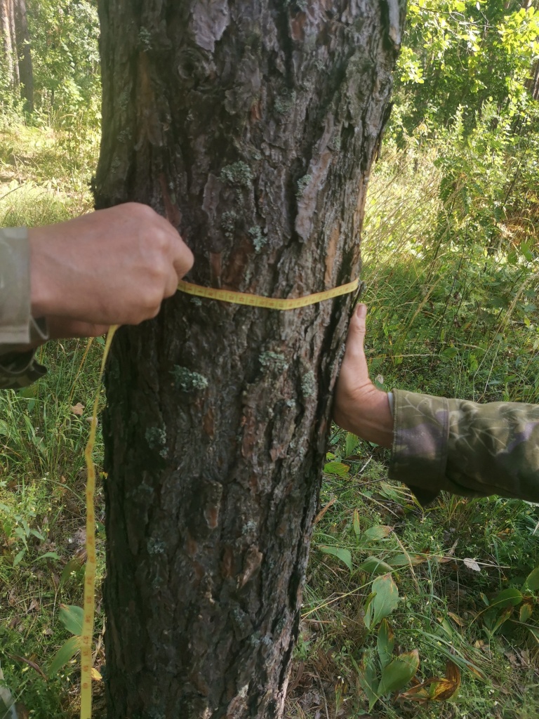 Проведена плановая проверка соблюдения работниками требований охраны труда при проведении полевых (лесоинвентаризационных) лесоустроительных работ