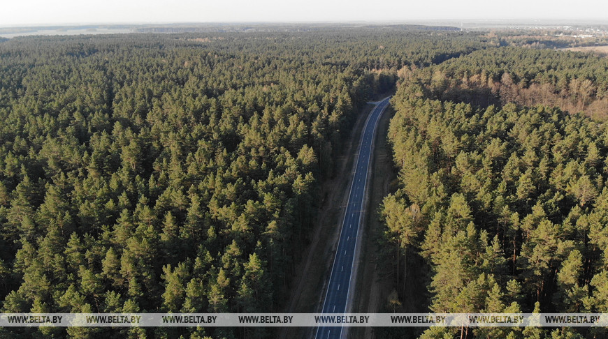 Лесной комплекс Беларуси с 2015 года увеличил экспорт в два раза