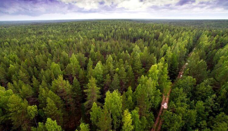 В 2020 году в стране появилось 46,7 тысяч гектаров новых лесов, большая часть из них создана руками лесоводов