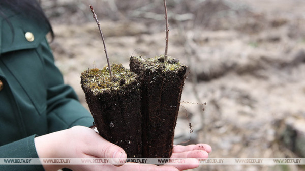 Более 7,5 тыс. кленов и берез высадят в Гомельской области во время "Профсоюзной недели леса"