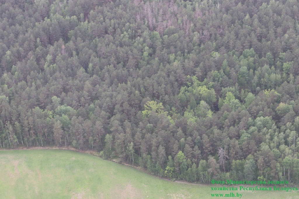 Запрет на посещение лесов снят в четырех областях Беларуси (по состоянию на 8.30)