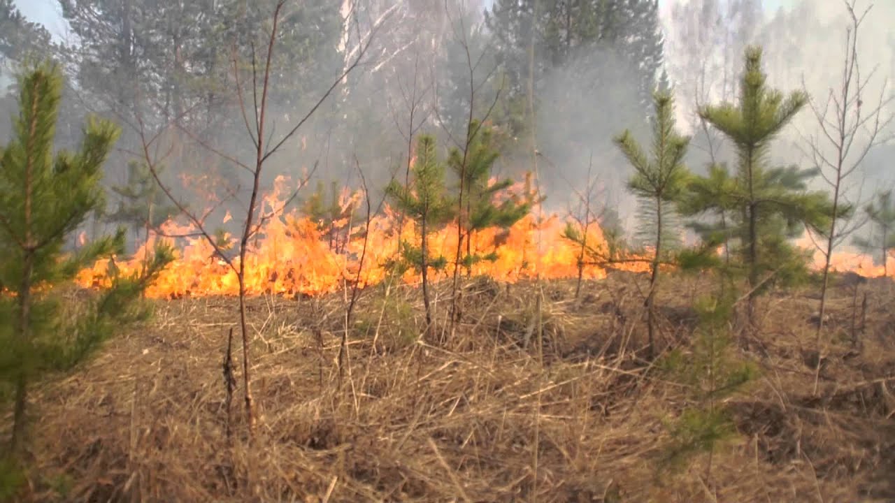 В Гомельской области сохраняется 5-й класс пожароопасности