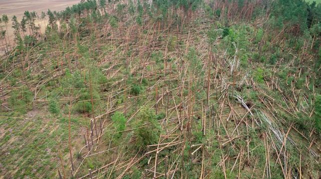 Ветер повредил в Гомельском районе лес на площади около 90 га