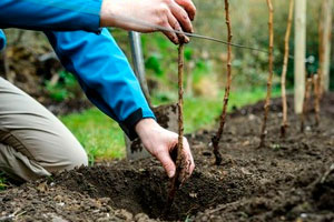 Более 45,5 тыс. деревьев планируют высадить в Гомельской области