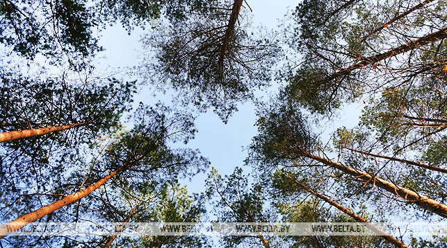 В ГОМЕЛЬСКОЙ ОБЛАСТИ ИЗ-ЗА НЕДОСТАТКА ВЛАГИ В ЛЕСАХ ВОЗРАСТАЕТ ОПАСНОСТЬ ПОЖАРОВ