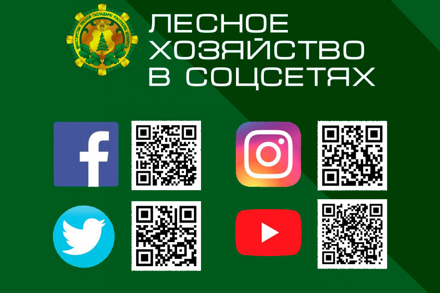 QR-коды аккаунтов Министерства лесного хозяйства