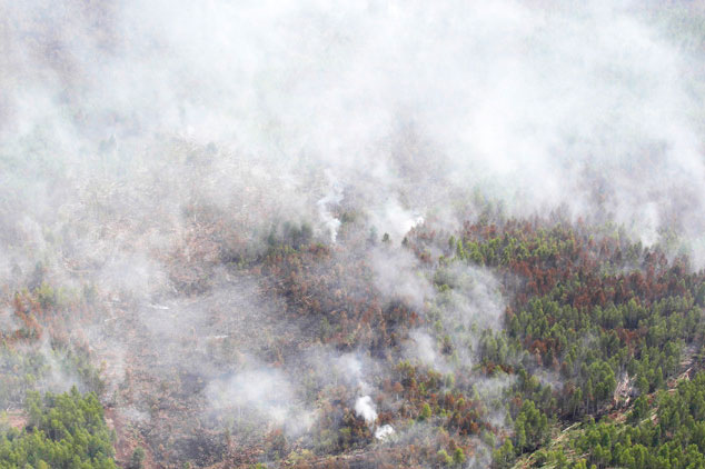 Количество пожаров в экосистемах Гомельской области выросло на 53%