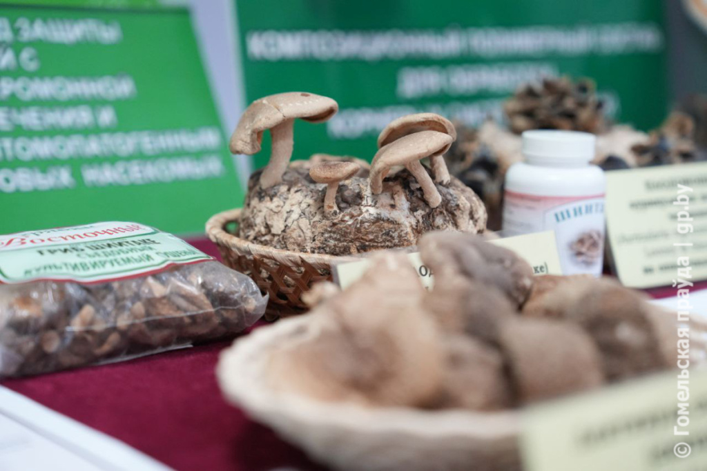 Институту леса НАН Беларуси исполнилось 95 лет-9.jpg