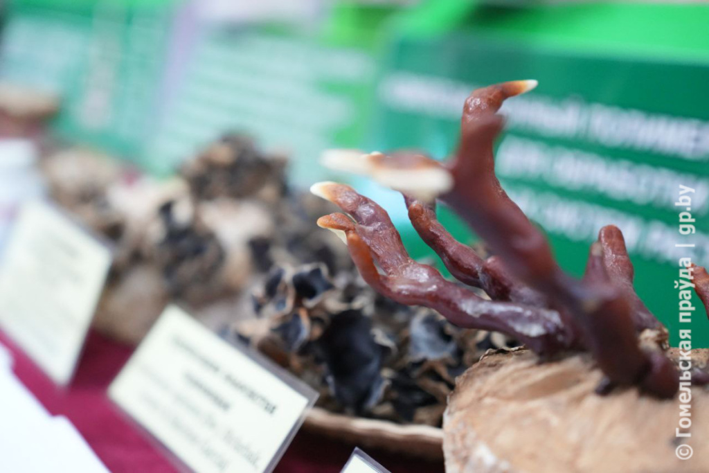 Институту леса НАН Беларуси исполнилось 95 лет-14.jpg