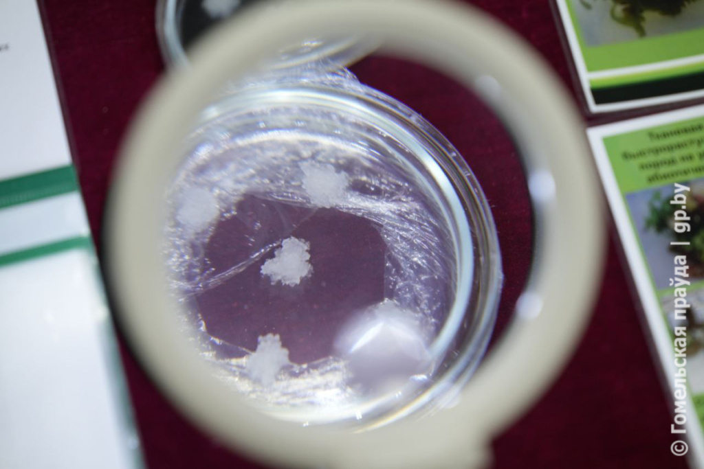 Институту леса НАН Беларуси исполнилось 95 лет-13.jpg