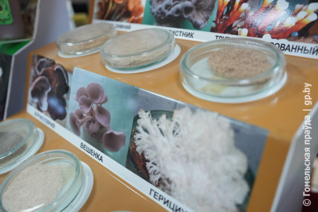 Институту леса НАН Беларуси исполнилось 95 лет-15.jpg