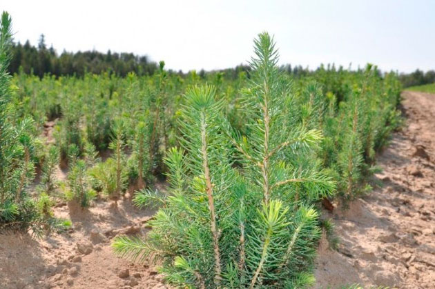 Лесовосстановление в Гомельской области в 2020 году планируют провести на 16 тыс. га